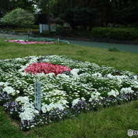 ふれあい花壇7