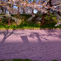ひび割れた桜ロード