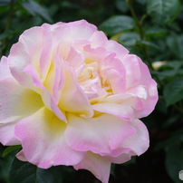 雨上がりの薔薇達