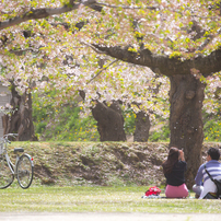 零れ桜を愛でながら...