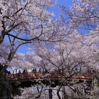 高遠の桜 －２３