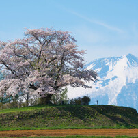 桜2017-2019