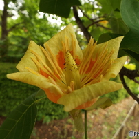 ユリノキの花