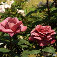 春のバラまつり・第１集