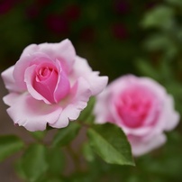 薔薇