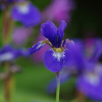 春の息吹　花ショウブ　？