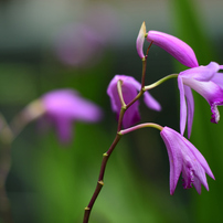 KYOCERA(京セラ)のレンズ Carl Zeiss Planar T* 100mm F2 (MM) で撮影