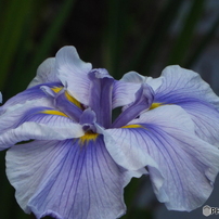 花菖蒲6