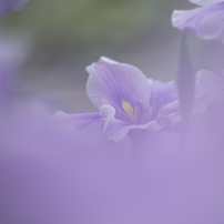 花菖蒲・１
