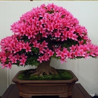 皐月盆栽19