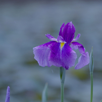 花菖蒲・１５