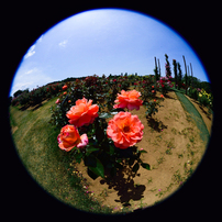 SIGMA(シグマ)のレンズ 8mm F4 EX DG CIRCULAR FISHEYE (ﾆｺﾝ AF