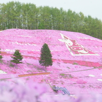 170521東藻琴芝桜公園