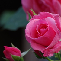 花散歩‐濃いピンクの薔薇