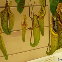 らん展9