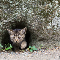 穴猫出動