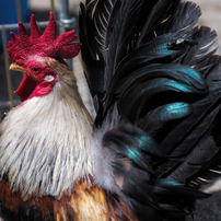 SIGMA(シグマ)のレンズ 28-70mm F2.8 EX ASPHERICAL DF で撮影した写真