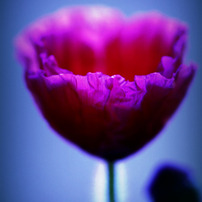 art  flower