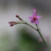 ひつじどきの花