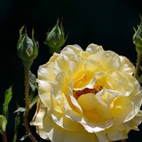 DSC_2388