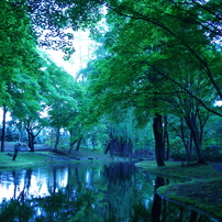 雨の日の散歩