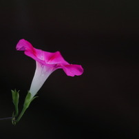 朝