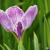 北山公園・花菖蒲9