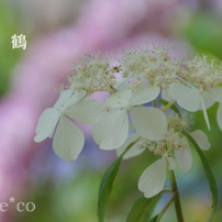 山紫陽花（やまあじさい）たち。。