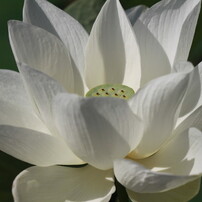 ハスの花　3
