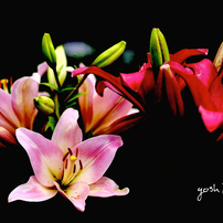 写真掌編：夜会の花１（龍馬異聞）