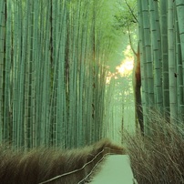 京　都　　嵯　峨　　竹林の道　２