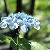 東京都薬用植物園・紫陽花5