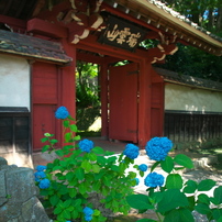 三河あじさい寺　本光寺