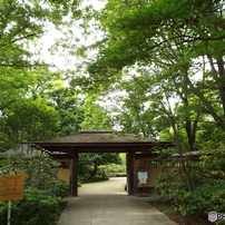 日本庭園1