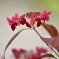 紫陽花