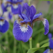 夏・秋の花　その1