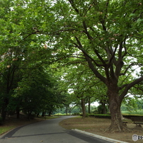 深緑の昭和記念公園2