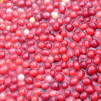 Cranberry in Richmond,BC,Canada