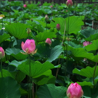 星名池のはす