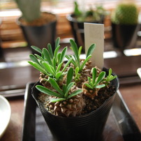 Euphorbia　ユーフォルビア　蛾眉山