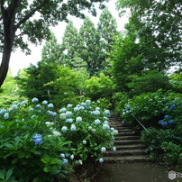 日本庭園6