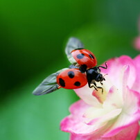 テントウムシの写真 画像 写真集 写真共有サイト Photohito