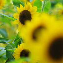晩夏　Ⅱ