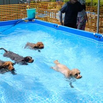 愛犬メロンの日常。