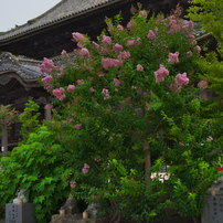 周防国分寺・１