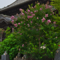 周防国分寺の百日紅・2017