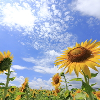見上げてごらん夏の空を