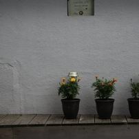 壁の花 ２
