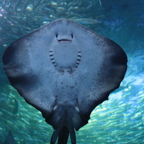 水族館2017