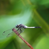 KENKO(ケンコー)のレンズ ケンコーミラーレンズ 400mm F8 フード付